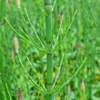 Blätterfoto Equisetum fluviatile